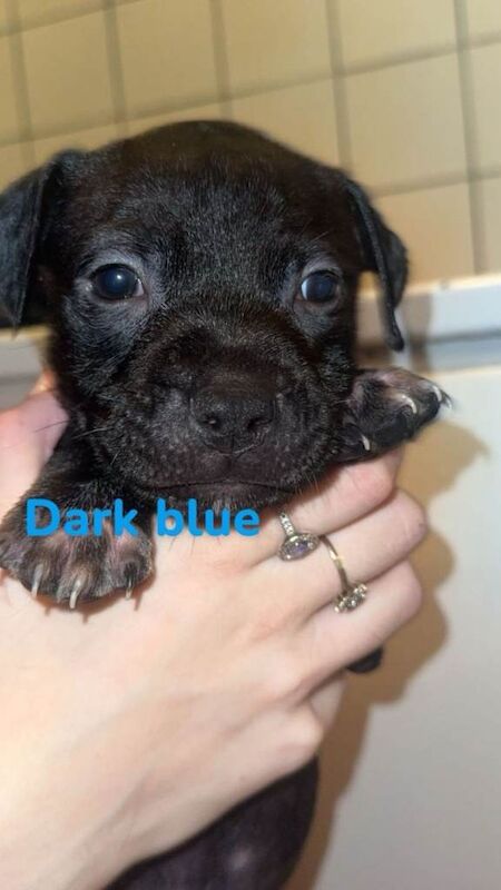Staffordshire bull terrior puppys for sale - Image 5 of 6