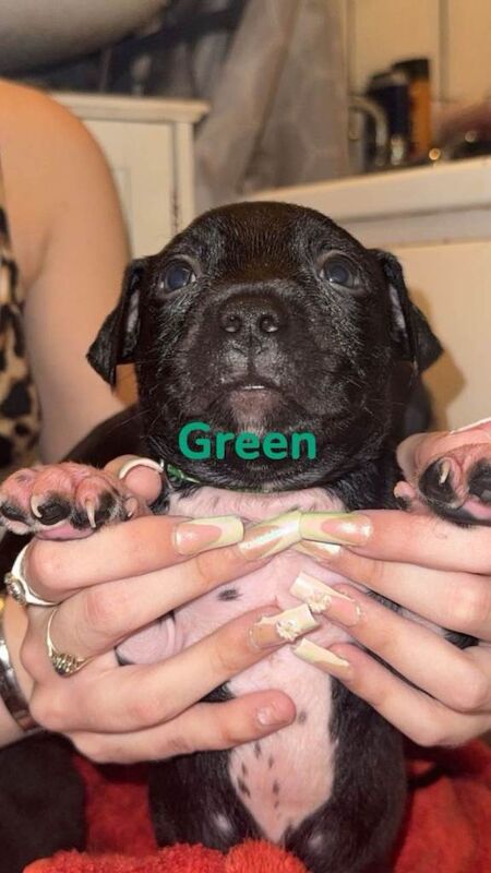 Staffordshire bull terrior puppys for sale - Image 6 of 6