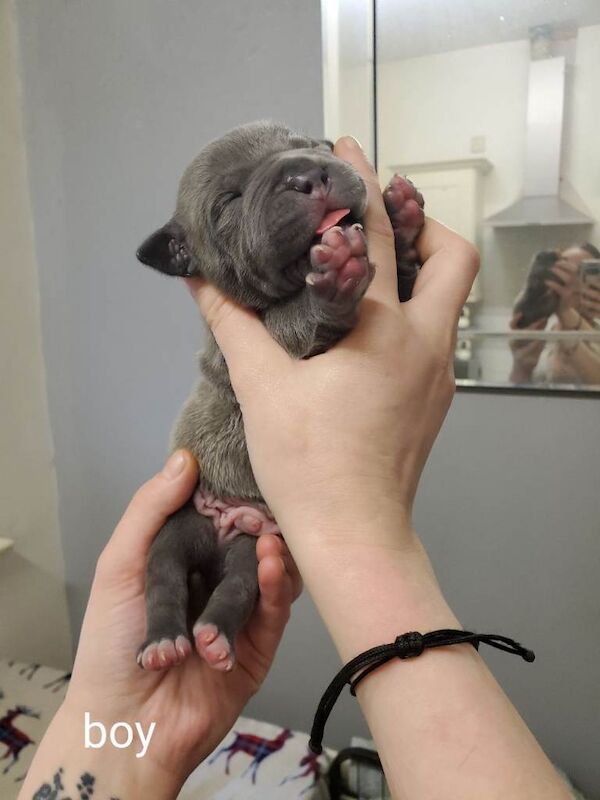 Staffie Puppies For Sale