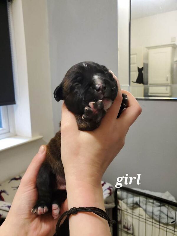 Staffordshire bull terrior pups staffy kc reg - Image 3 of 6