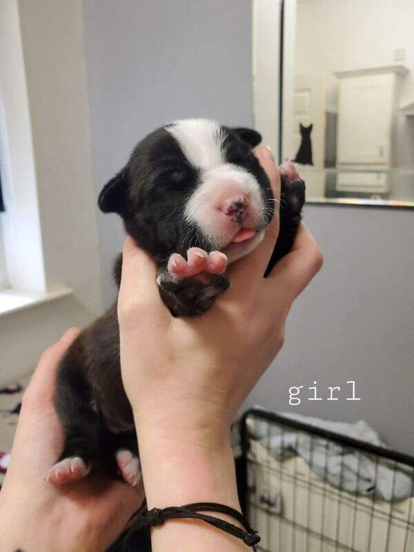 Staffordshire bull terrior pups staffy kc reg - Image 4 of 6