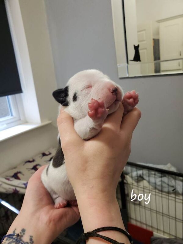Staffordshire bull terrior pups staffy kc reg - Image 5 of 6