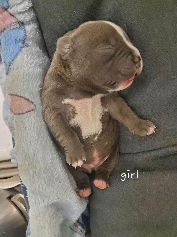 Staffordshire bull terrior pups staffy kc reg - Image 6 of 6