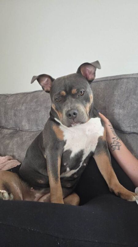 Staffordshire bull terror