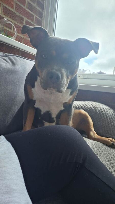 Staffordshire bull terror - Image 2 of 3