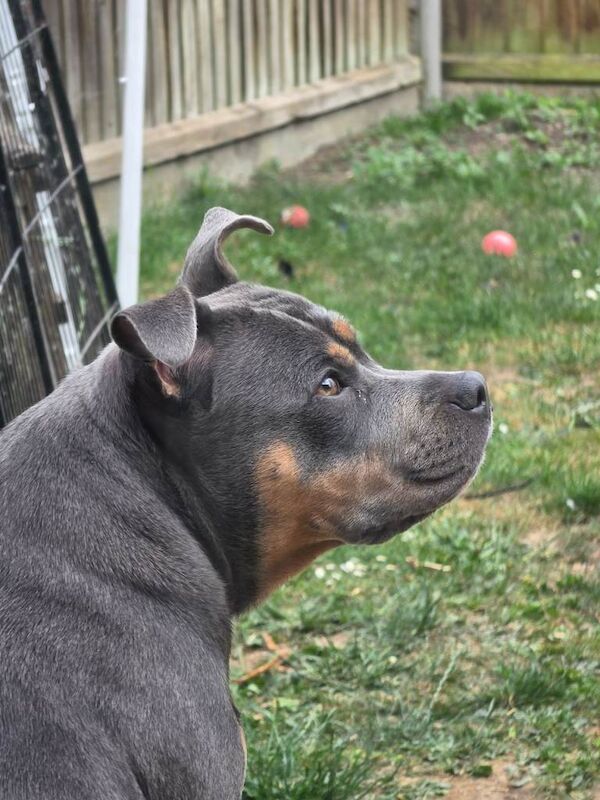 Staffordshire bull terror - Image 3 of 3