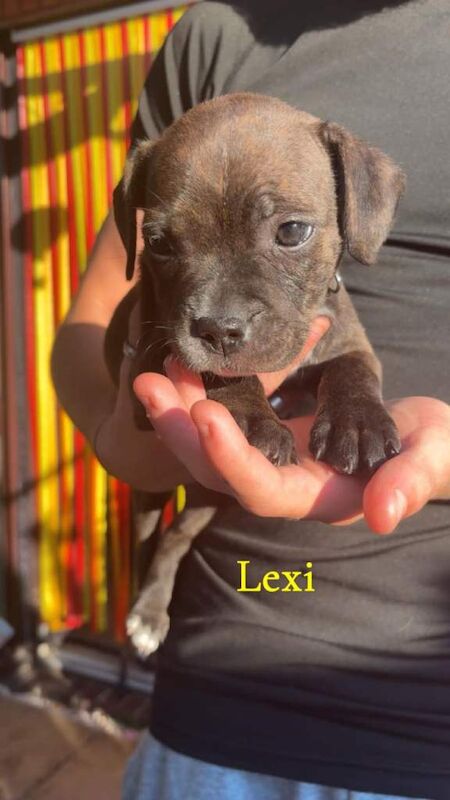 Staffordshire Bull Terrrier puppy's - Image 2 of 6
