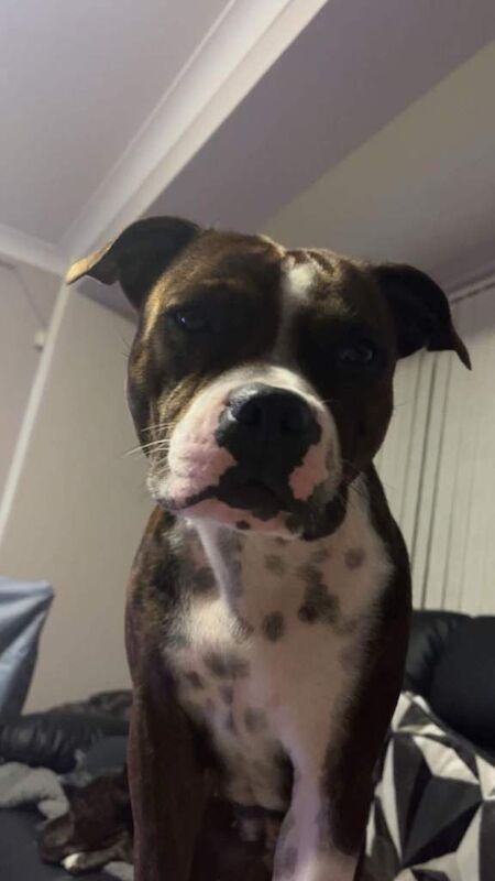 Staffordshire Bull Terrrier puppy's - Image 3 of 6