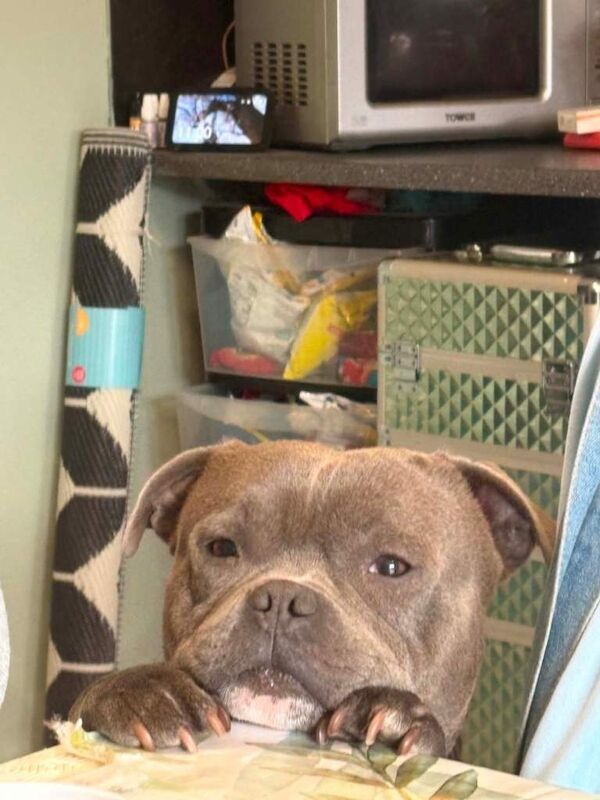 Staffordshire Bull Terrrier puppy's - Image 4 of 6