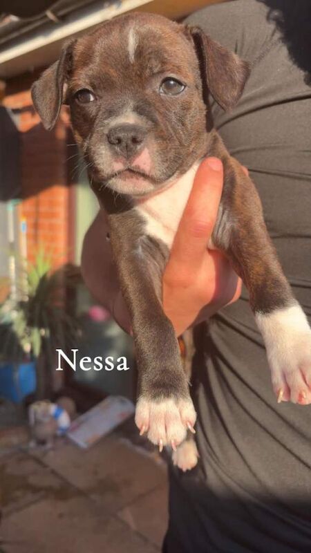 Staffordshire Bull Terrrier puppy's - Image 5 of 6