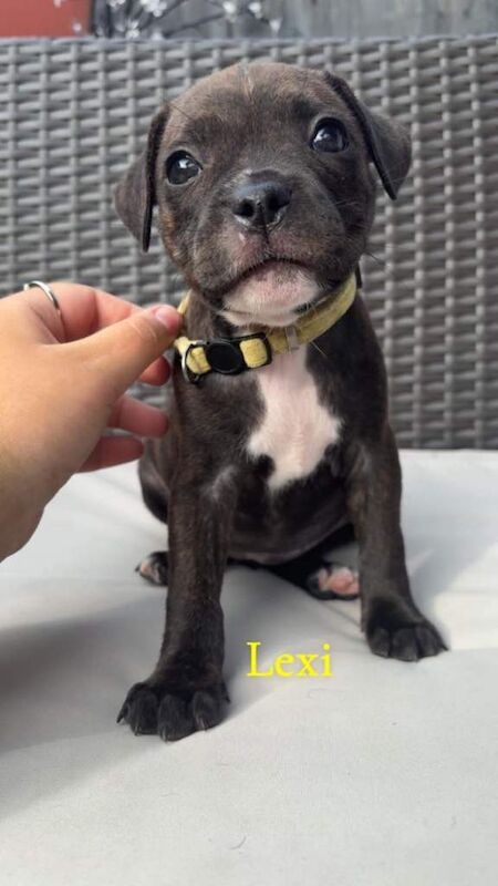 Staffordshire Bull Terrrier puppy's - Image 6 of 6