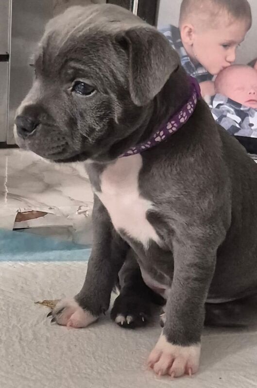 Staffordshire bullterrier puppies for sale in Wolverhampton, West Midlands