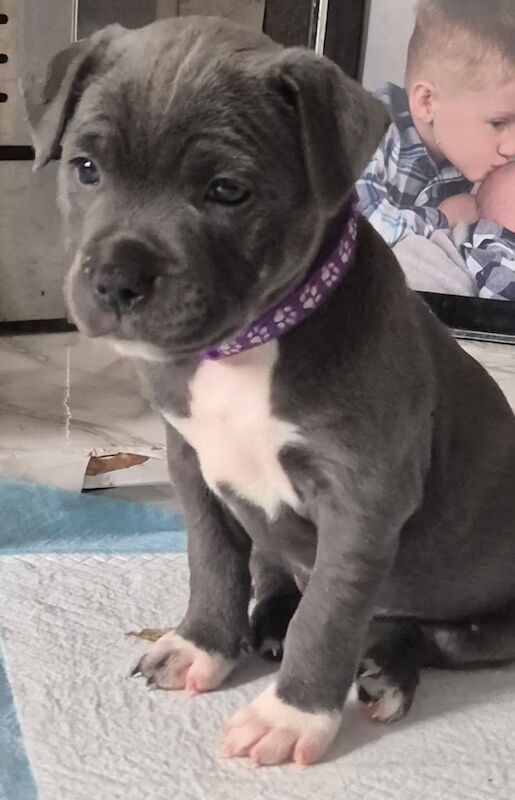 Staffordshire bullterrier puppies for sale in Wolverhampton, West Midlands - Image 2