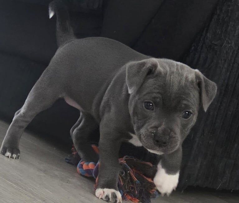 Staffordshire bullterrier puppies for sale in Wolverhampton, West Midlands - Image 3