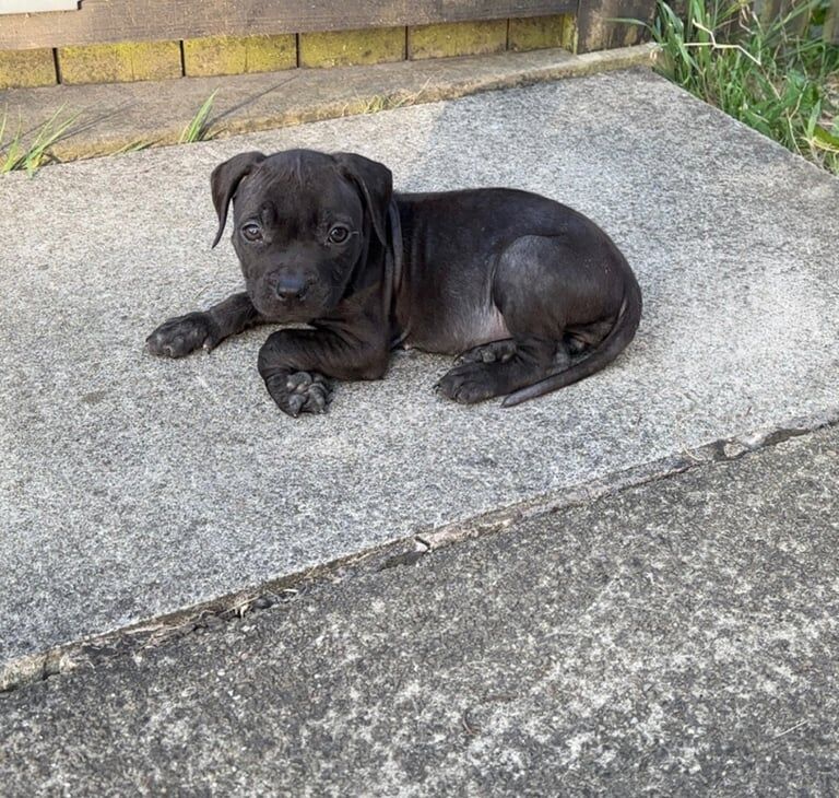 Staffordshire Bull Terrier puppies for sale in Huddersfield, West Yorkshire – 8 weeks old