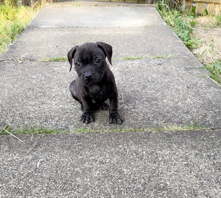 Staffordshire Bull Terrier puppies for sale in Huddersfield, West Yorkshire – 8 weeks old - Image 2 of 3