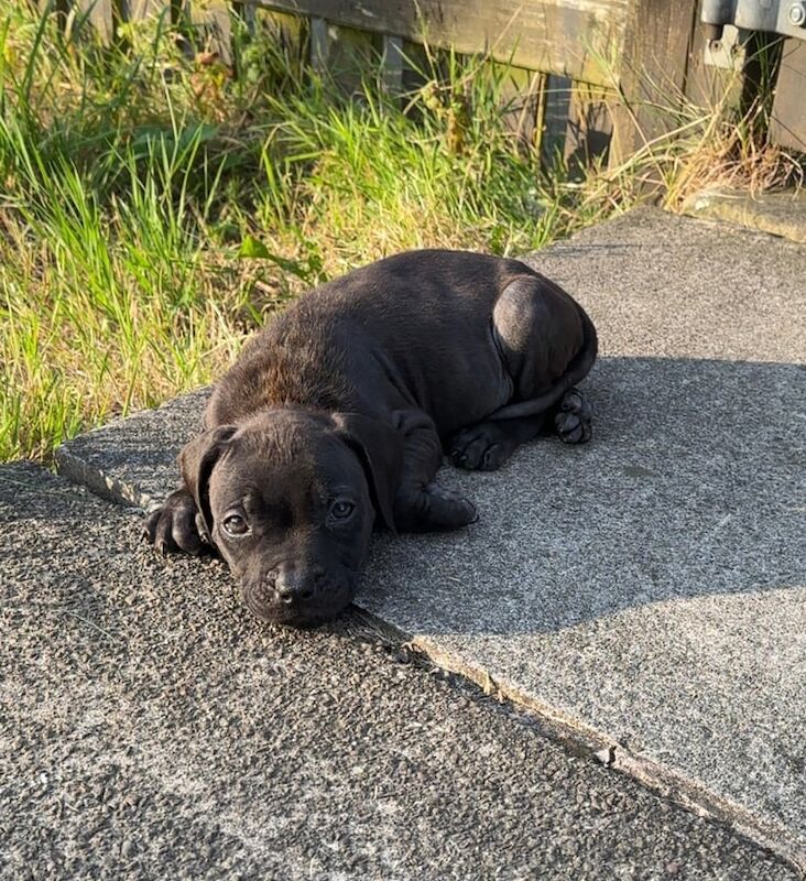 Staffordshire Bull Terrier puppies for sale in Huddersfield, West Yorkshire – 8 weeks old - Image 3 of 3