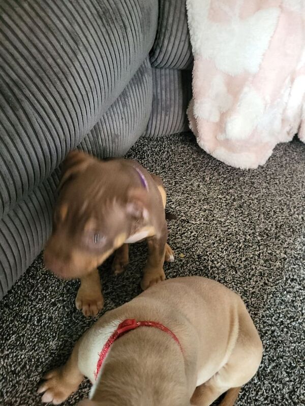 Staffordshire Bull Terrier puppies for sale in Mexborough, South Yorkshire – 12 weeks old - Image 3 of 6