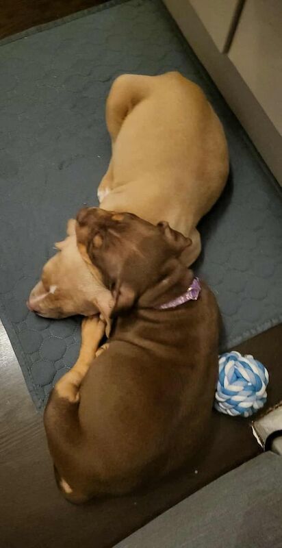 Staffordshire Bull Terrier puppies for sale in Mexborough, South Yorkshire – 12 weeks old - Image 4 of 6