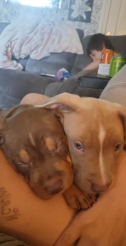 Staffordshire Bull Terrier puppies for sale in Mexborough, South Yorkshire – 12 weeks old - Image 5 of 6