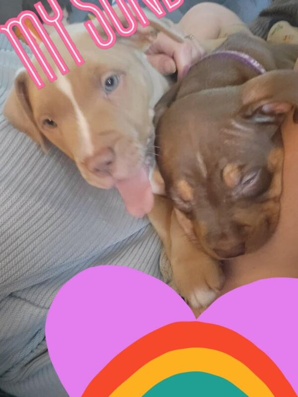 Staffordshire Bull Terrier puppies for sale in Mexborough, South Yorkshire – 12 weeks old - Image 6 of 6