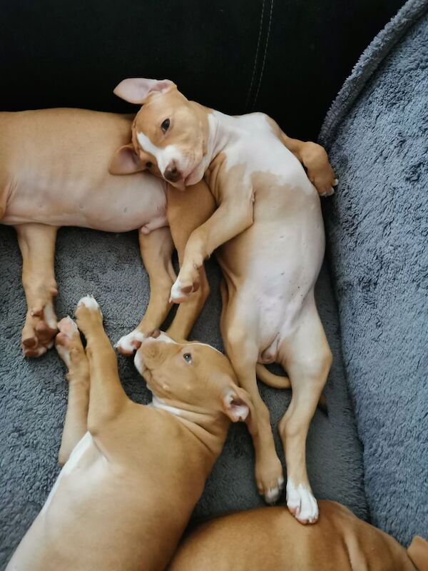 Staffordshire Bull Terrier puppies for sale in Durham, Durham – 1 year old - Image 2 of 3