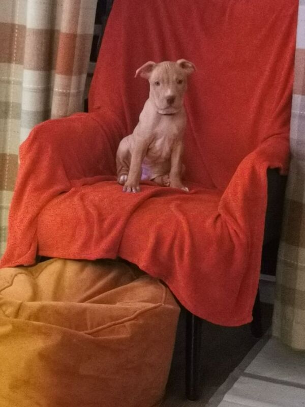 Staffordshire Bull Terrier puppies for sale in Durham, Durham – 1 year old - Image 3 of 3