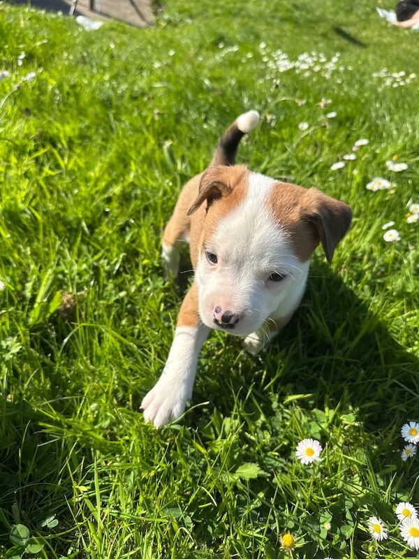 Staffordshire puppies for sale in Antrim, County Antrim