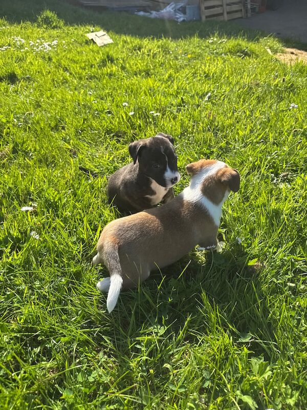 Staffordshire Bull Terrier puppies for sale in Antrim, County Antrim – 8 months old - Image 2 of 3