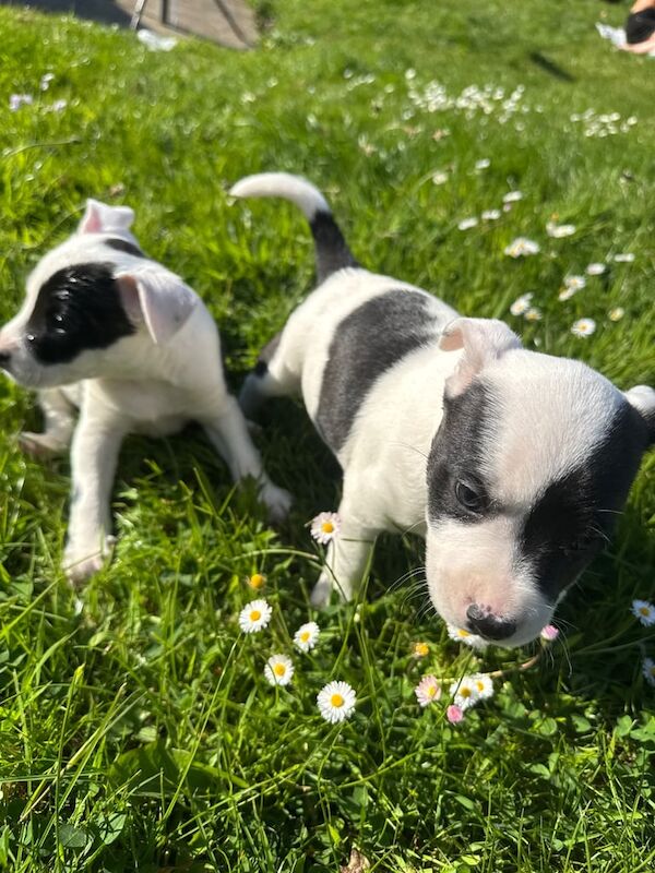 Staffordshire Bull Terrier puppies for sale in Antrim, County Antrim – 8 months old - Image 3 of 3