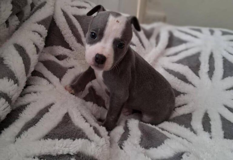 Staffordshire Bull Terrier puppies for sale in Redbridge, Greater London – 9 weeks old