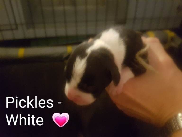 Staffordshire Puppies - Image 2 of 6