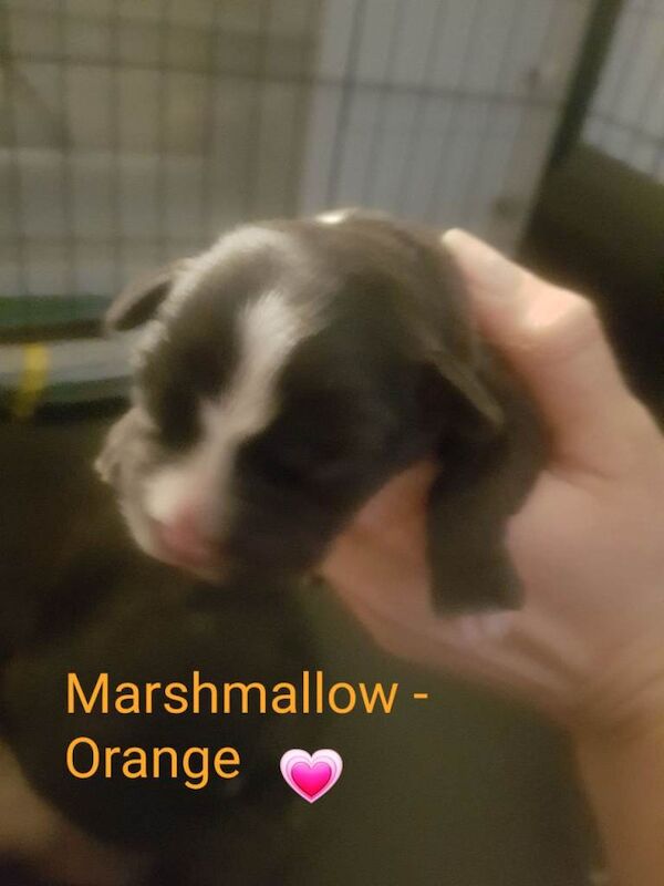 Staffordshire Puppies - Image 4 of 6