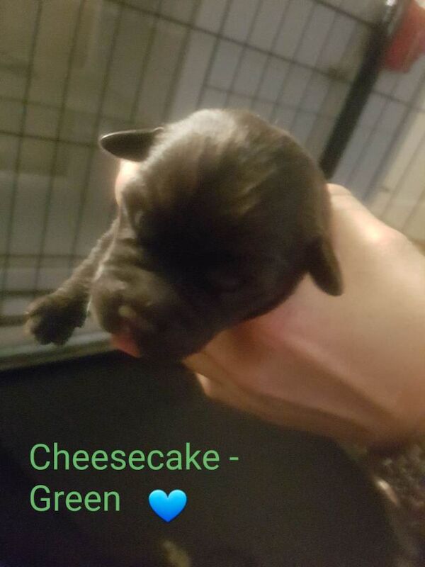 Staffordshire Puppies - Image 5 of 6