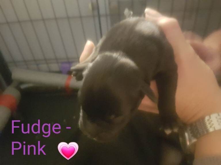 Staffordshire Puppies - Image 6 of 6