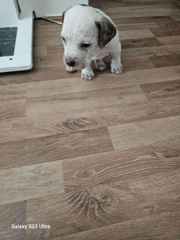 Staffie Puppies For Sale