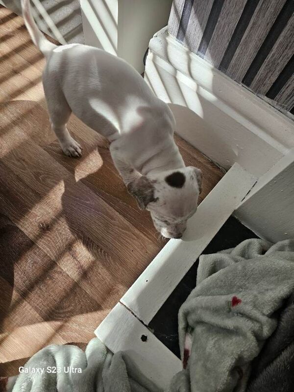 Staffordshire puppy - Image 2 of 4
