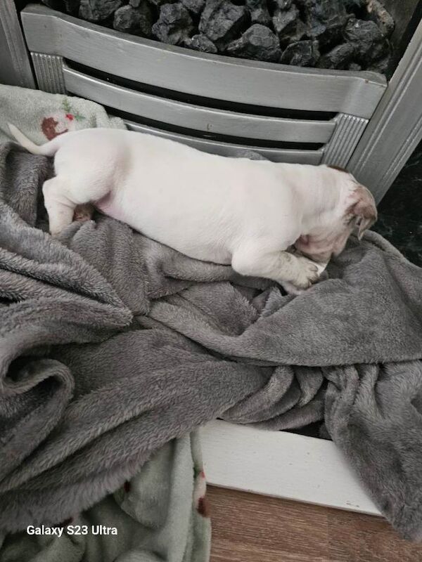 Staffordshire puppy - Image 3 of 4