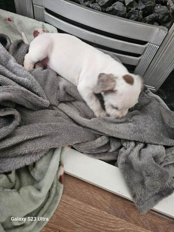 Staffordshire puppy - Image 4 of 4