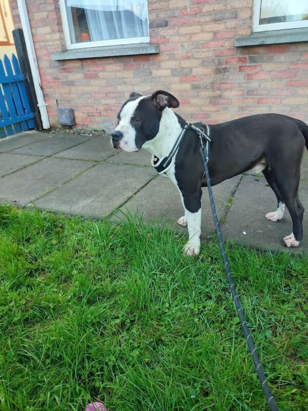 Staffordshire Bull Terrier puppies for sale in Portadown, County Armagh – 8 months old