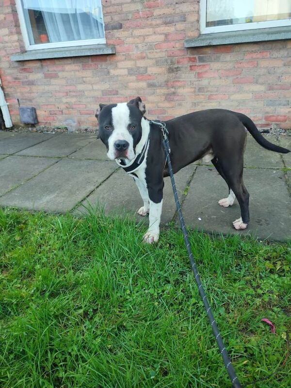 Staffordshire Bull Terrier puppies for sale in Portadown, County Armagh – 8 months old - Image 2 of 3