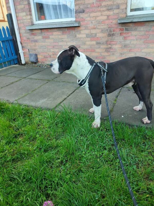 Staffordshire Bull Terrier puppies for sale in Portadown, County Armagh – 8 months old - Image 3 of 3