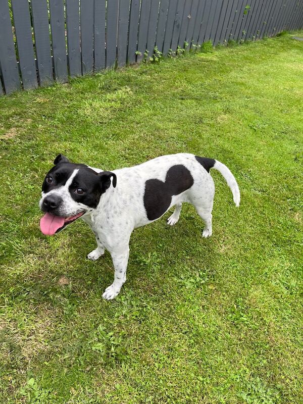 Staffordshire Bull Terrier puppies for sale in Portadown, County Armagh – 3 years old