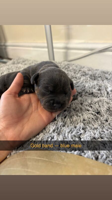 Staffordshire Bull Terrier puppies for sale in Louth, Lincolnshire – 1 week old - Image 2 of 15