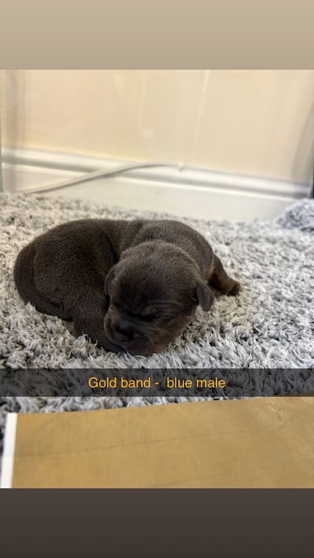 Staffordshire Bull Terrier puppies for sale in Louth, Lincolnshire – 1 week old - Image 4 of 15