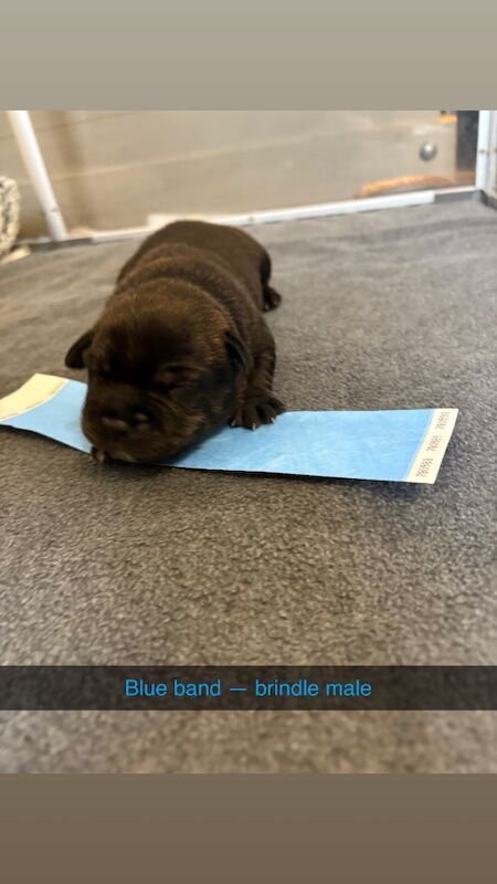 Staffordshire Bull Terrier puppies for sale in Louth, Lincolnshire – 1 week old - Image 5 of 15