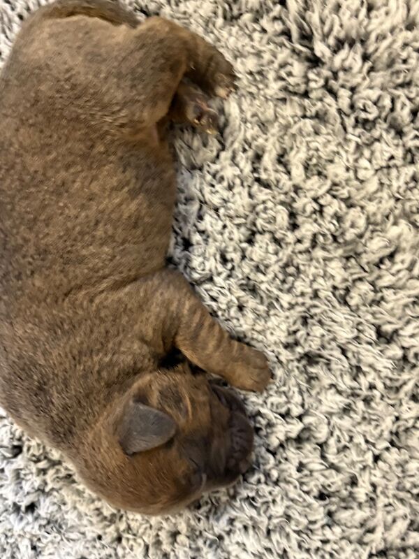 Staffordshire Bull Terrier puppies for sale in Louth, Lincolnshire – 1 week old - Image 11 of 15