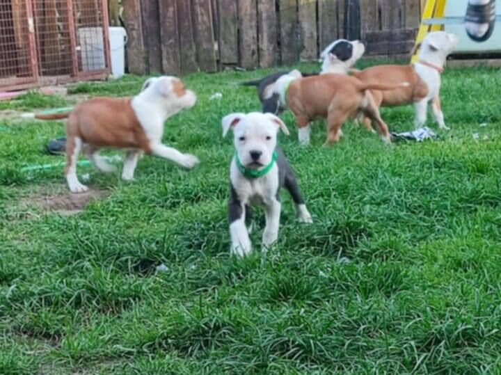 Staffordshire terrier puppies for sale in Portadown, County Armagh