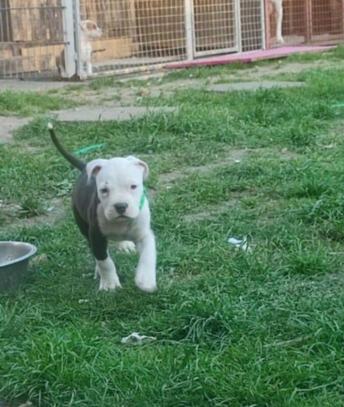 Staffordshire terrier puppies for sale in Portadown, County Armagh | Image 2