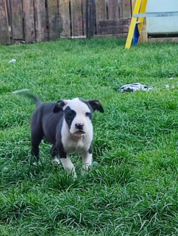 Staffordshire terrier puppies for sale in Portadown, County Armagh | Image 3
